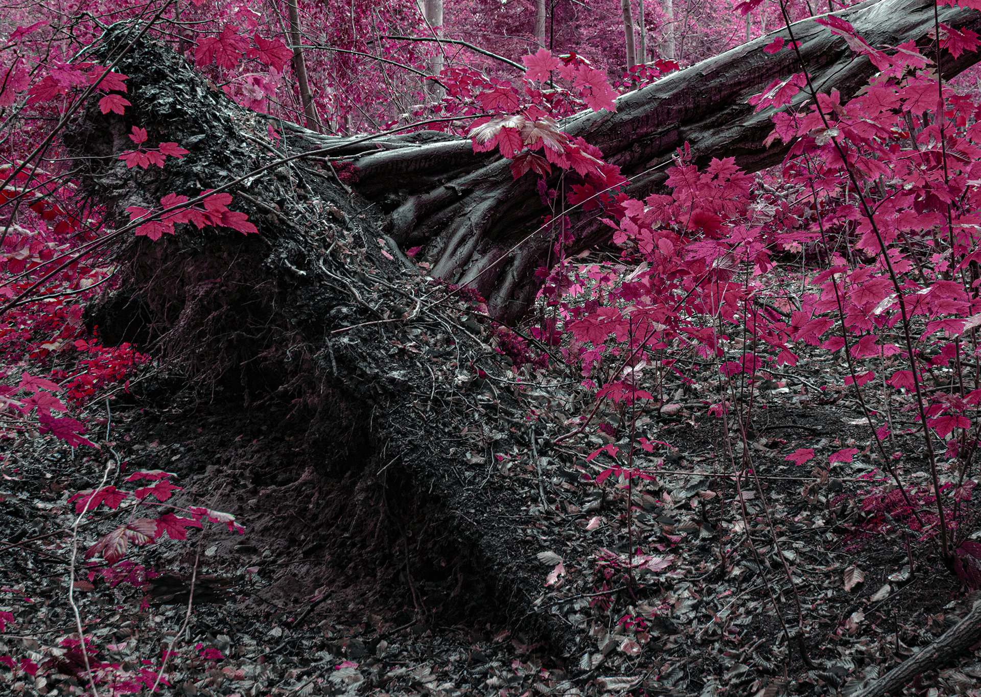 A picture of one of my latest projects. it's currently a placeholder